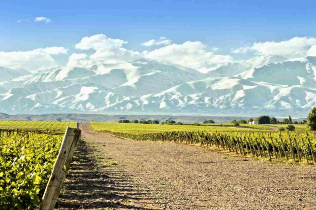 Vinho de clima frio x clima quente: você sabe a diferençao?