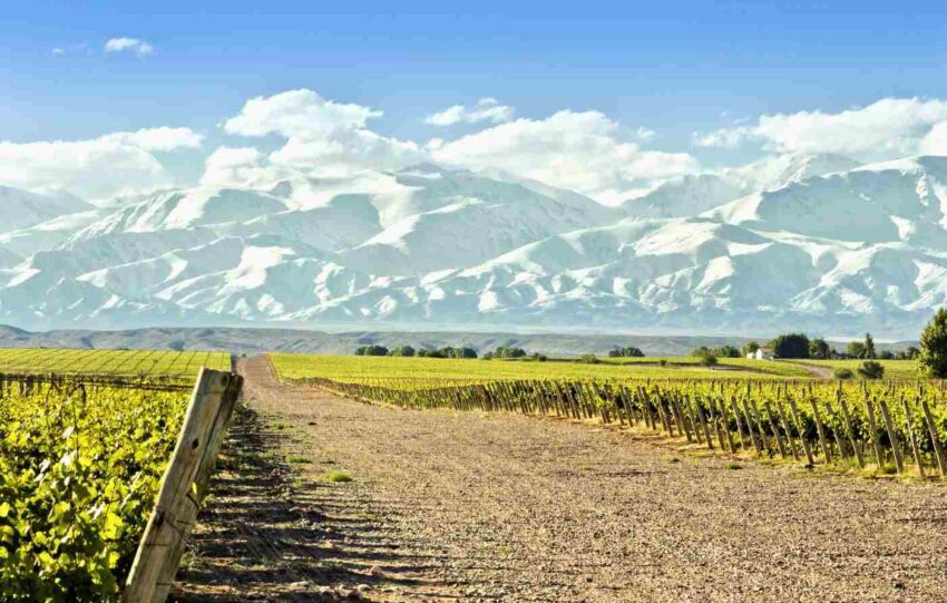 Vinho de clima frio x clima quente: você sabe a diferençao?