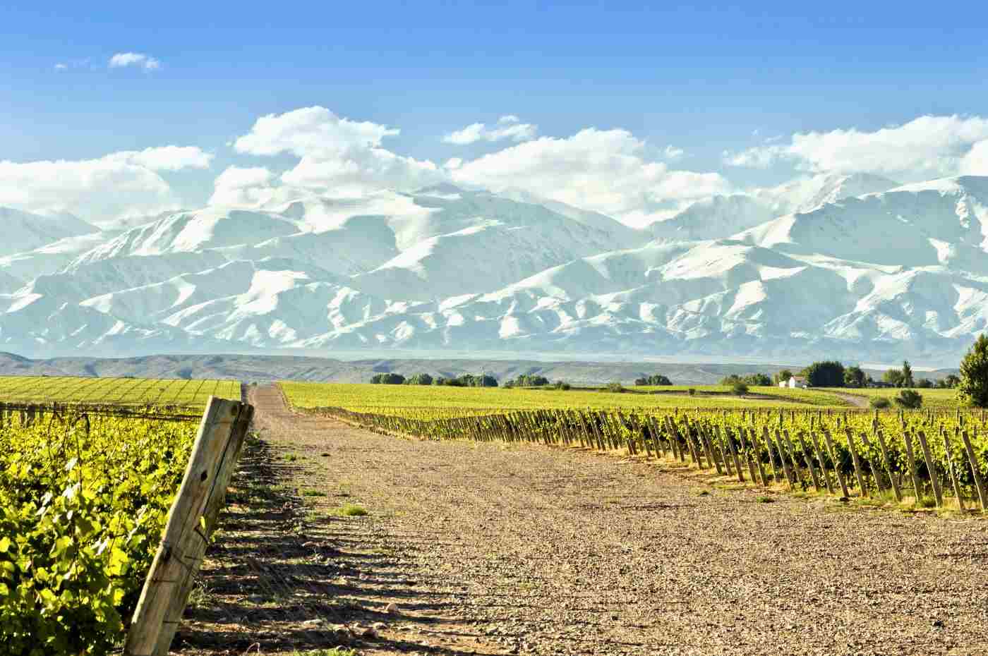 Vinho de clima frio x clima quente: você sabe a diferençao?