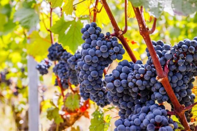 Cachos de uvas Xinomavro