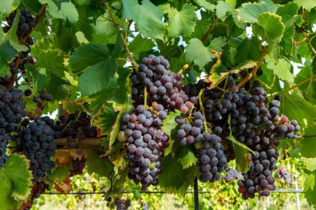 Vinhedo de uvas Carignan