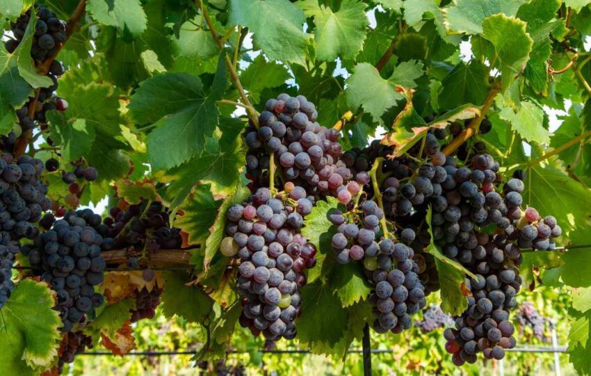 Vinhedo de uvas Carignan