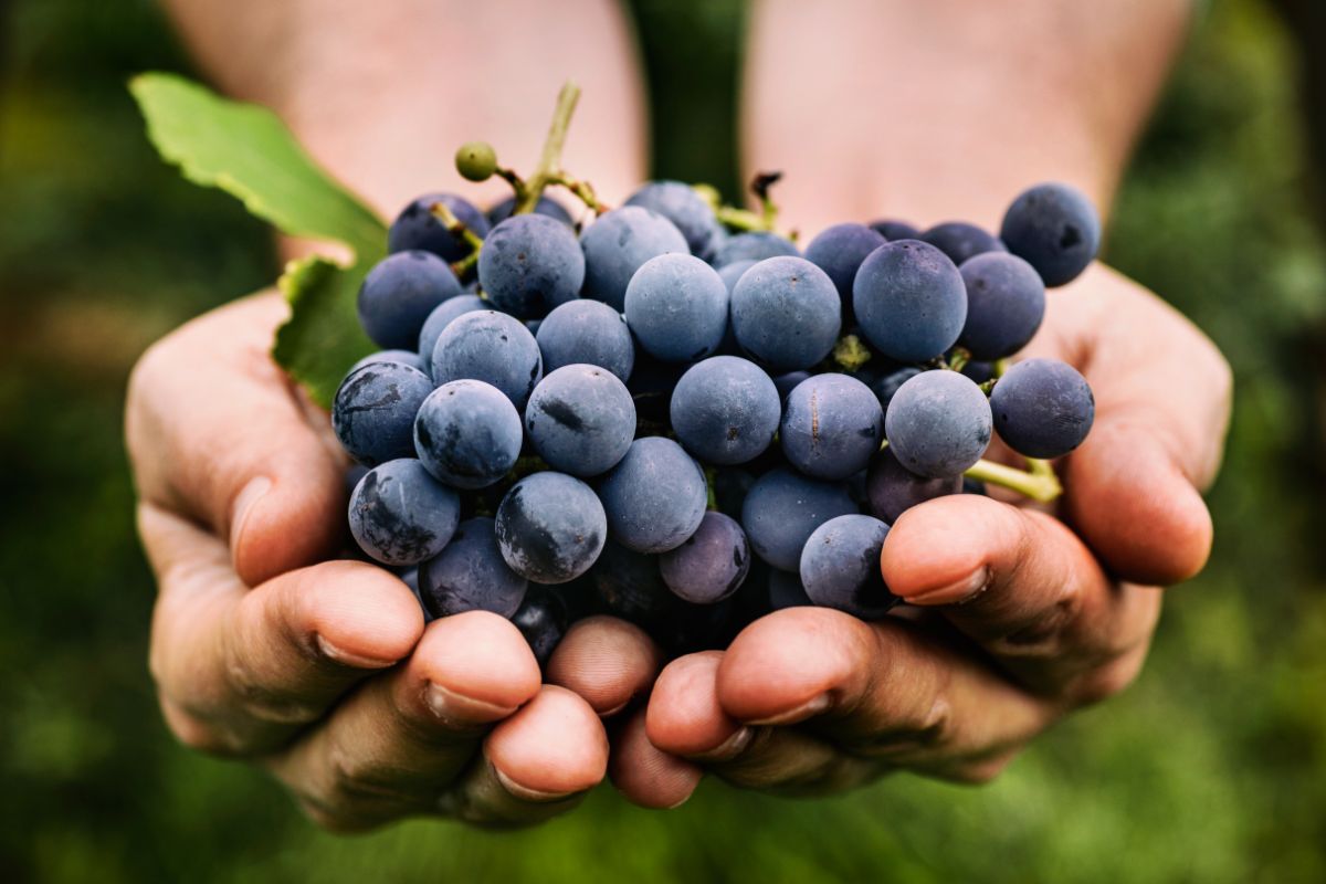 Vinho natural, orgânico e biodinâmico