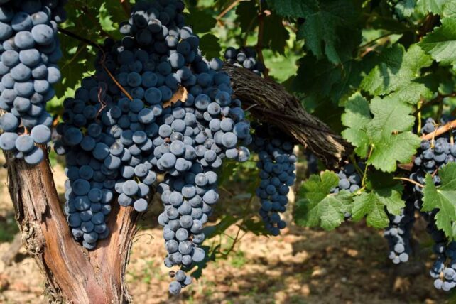 Vinhedo de uvas Merlot