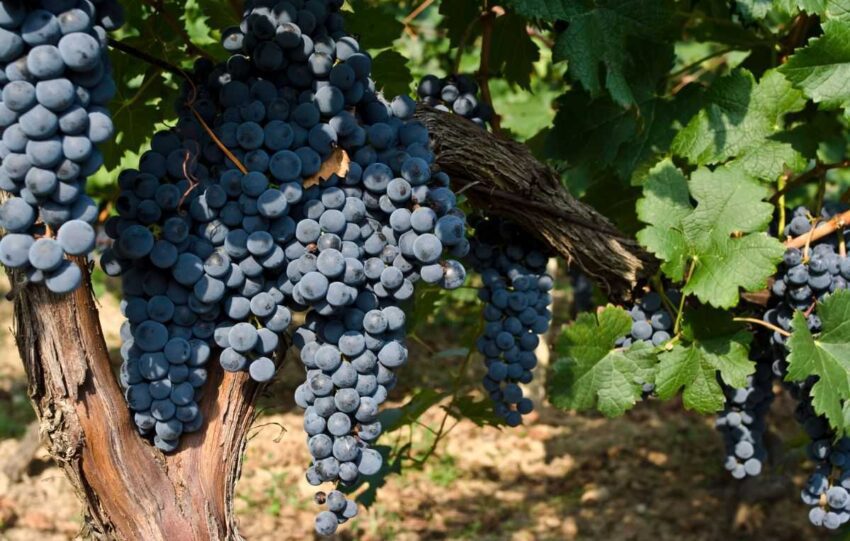 Vinhedo de uvas Merlot