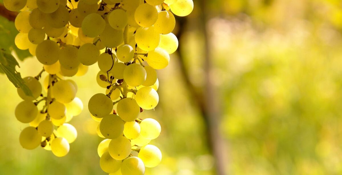 Cacho de uva Sauvignon Blanc