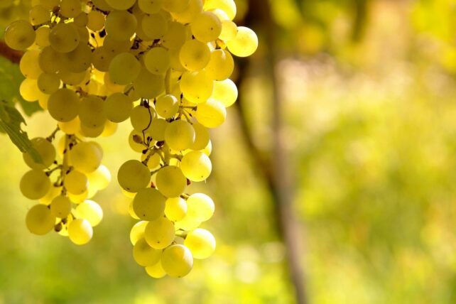 Cacho de uva Sauvignon Blanc