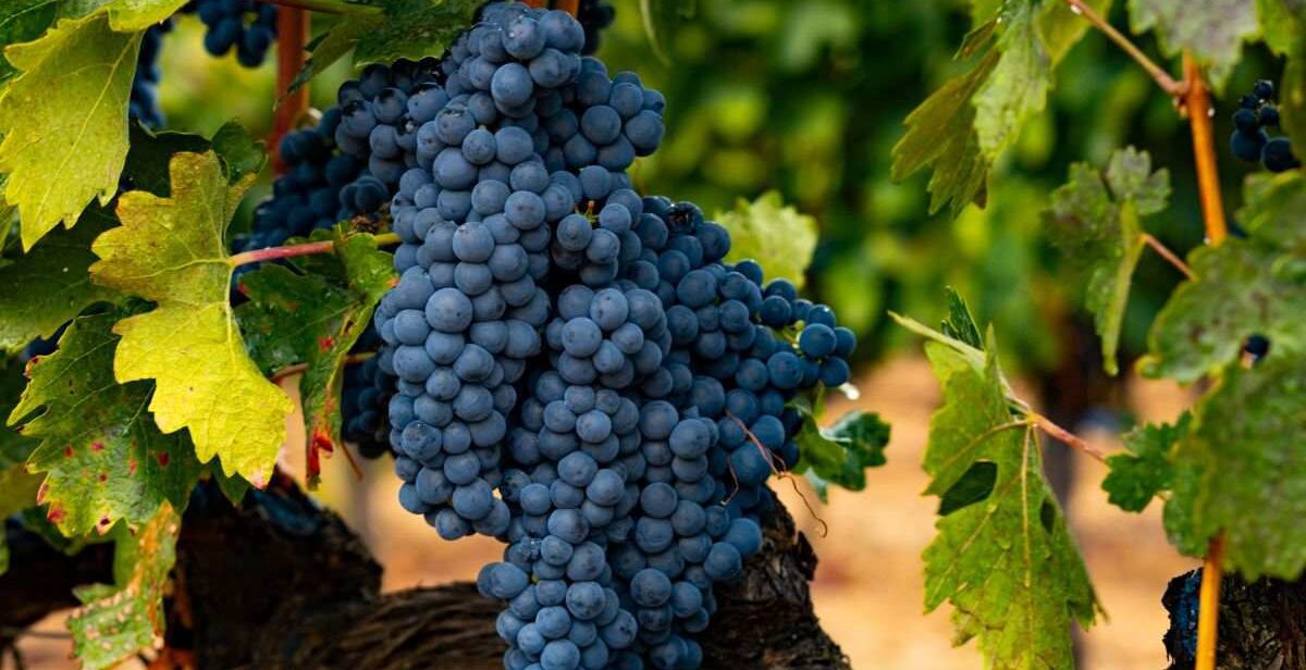 Cachos da uva Tempranillo