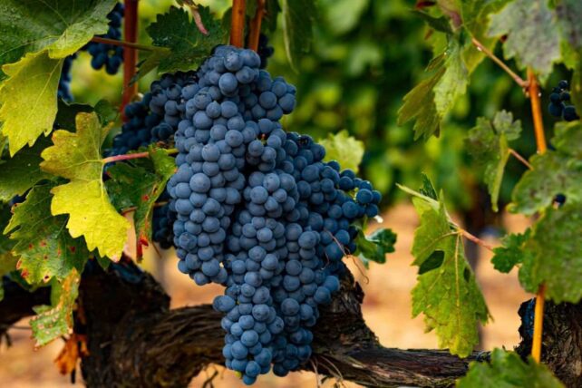 Cachos da uva Tempranillo