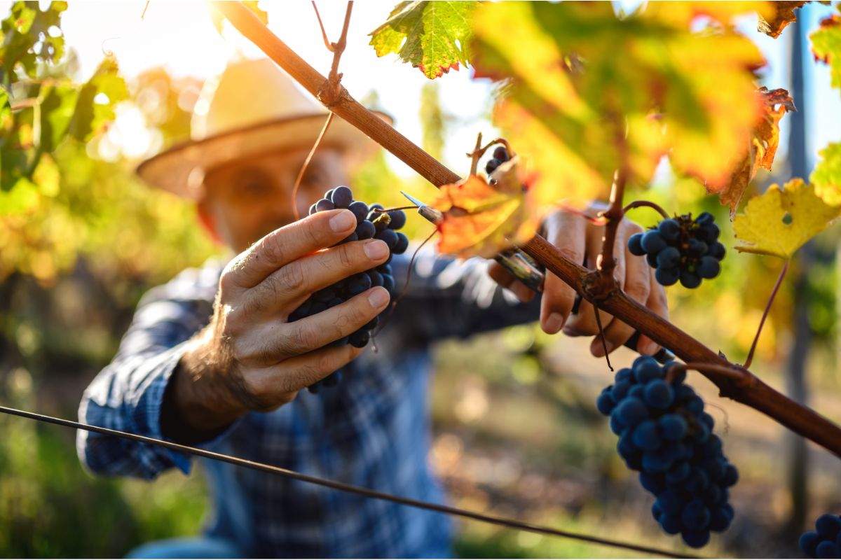 Produtor de vinho no parreiral com um cacho de uva na mãe