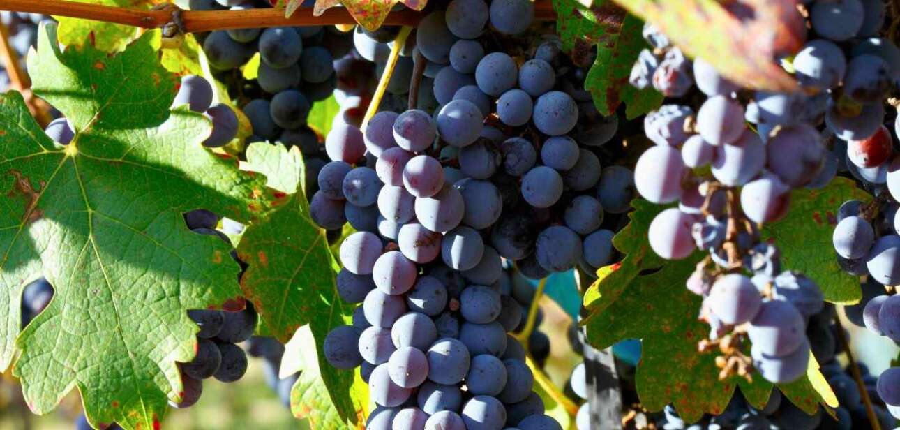 Cachos de Cabernet Sauvignon na videira