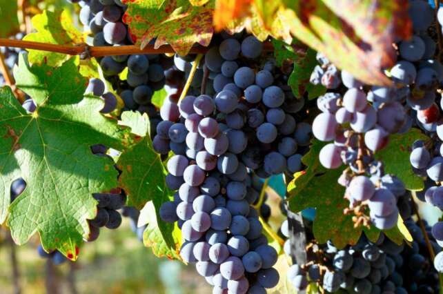 Cachos de Cabernet Sauvignon na videira