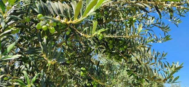 Da oliveira à garrafa, aprenda como é feito o azeite