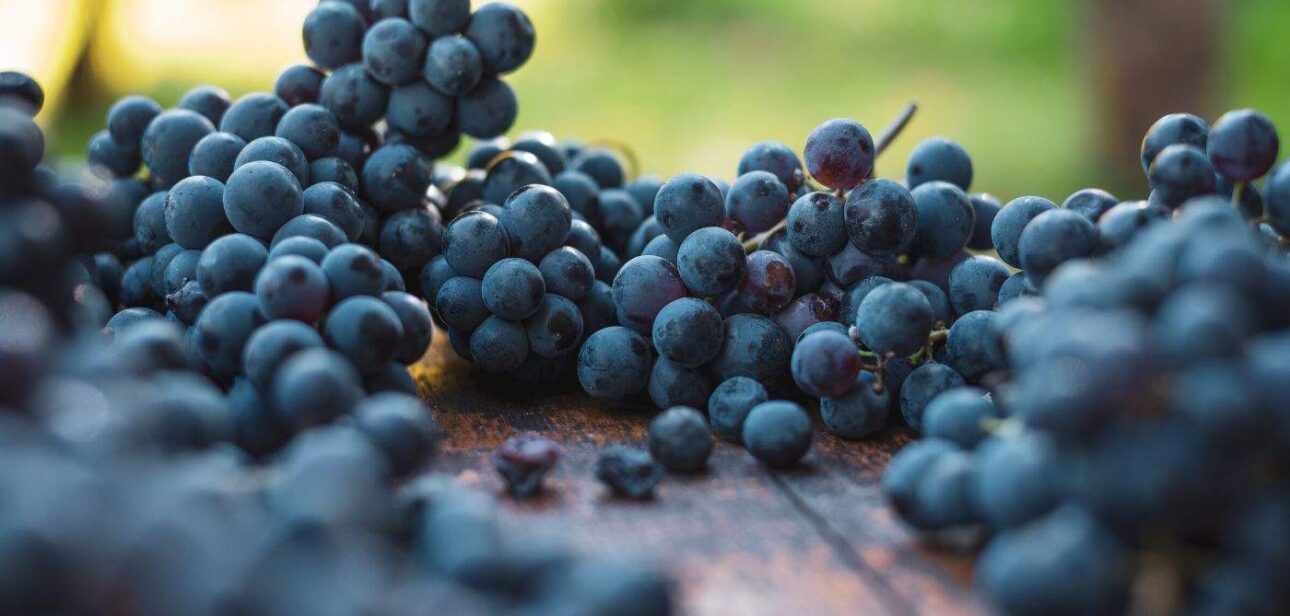 Cachos de Cabernet Franc