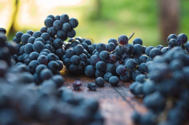 Cachos de Cabernet Franc