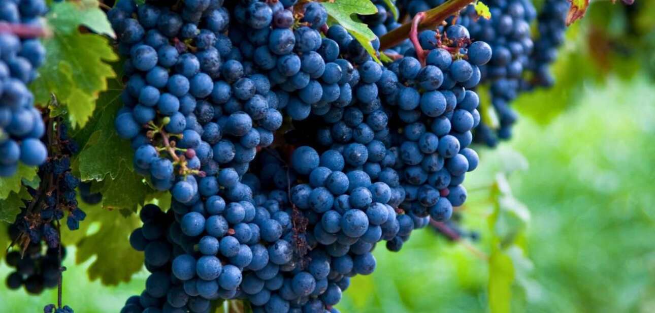 Cachos de Cabernet Sauvignon