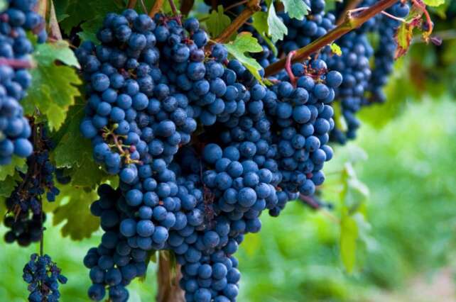 Cachos de Cabernet Sauvignon