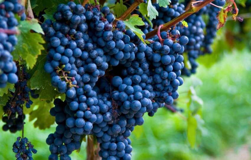 Cachos de Cabernet Sauvignon