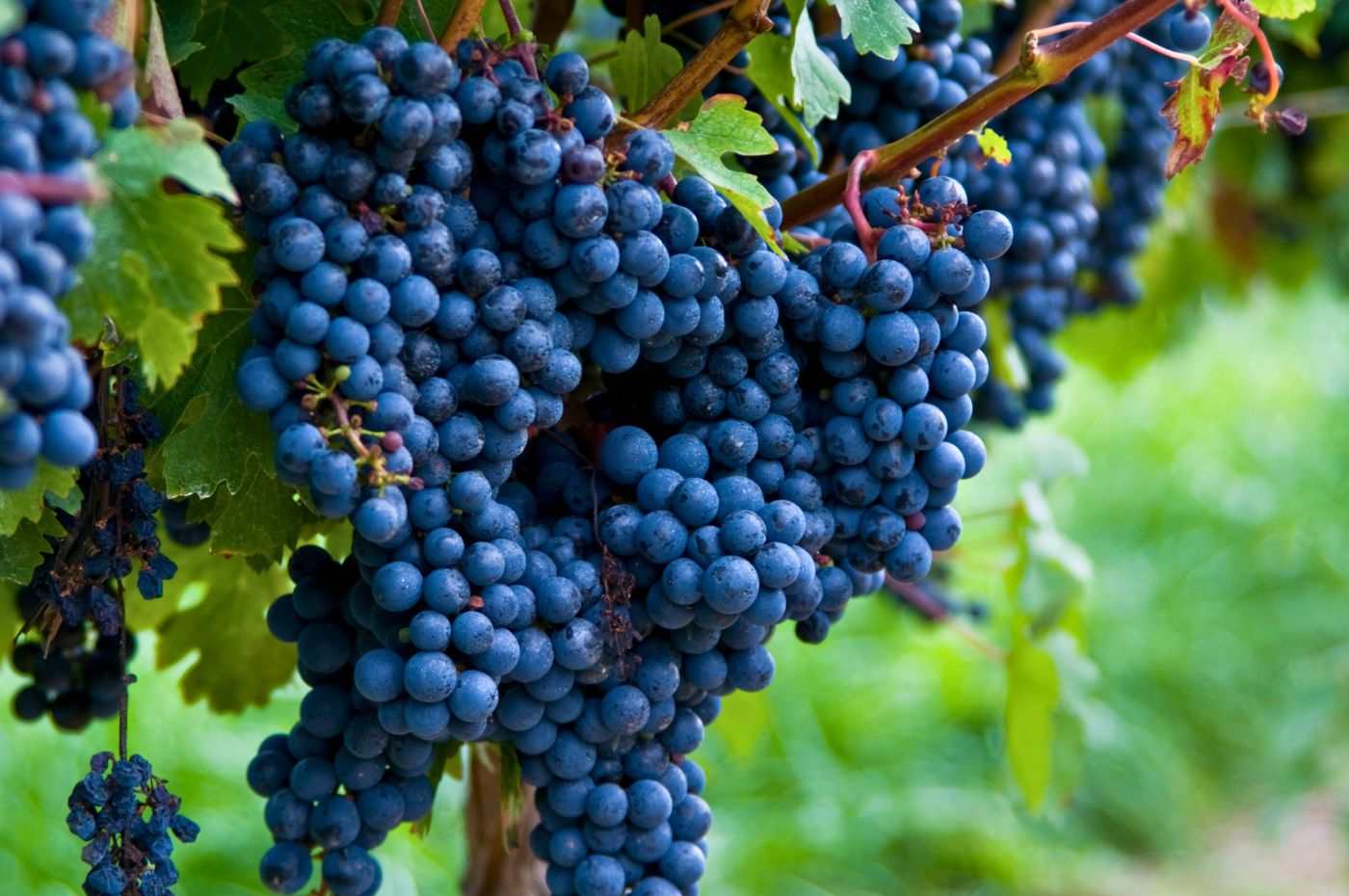 Cachos de Cabernet Sauvignon