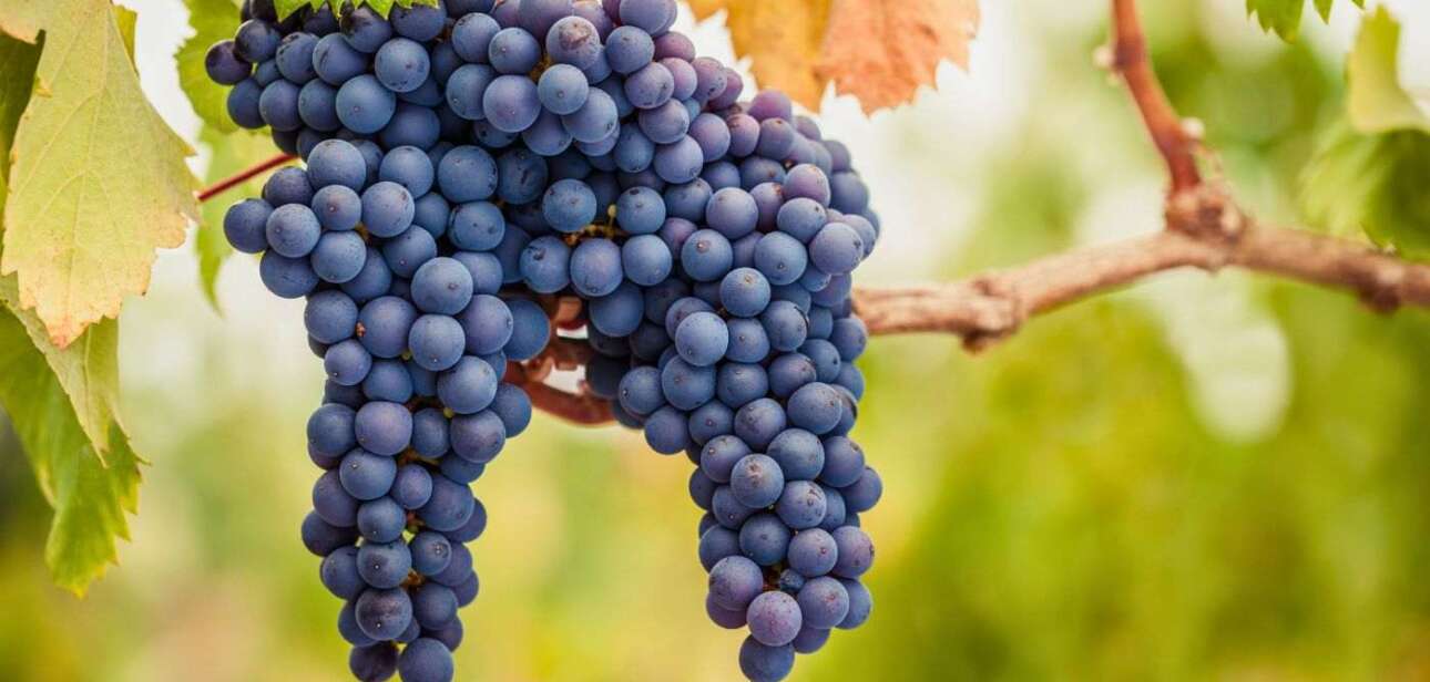 Cachos de Pinot Noir na videira