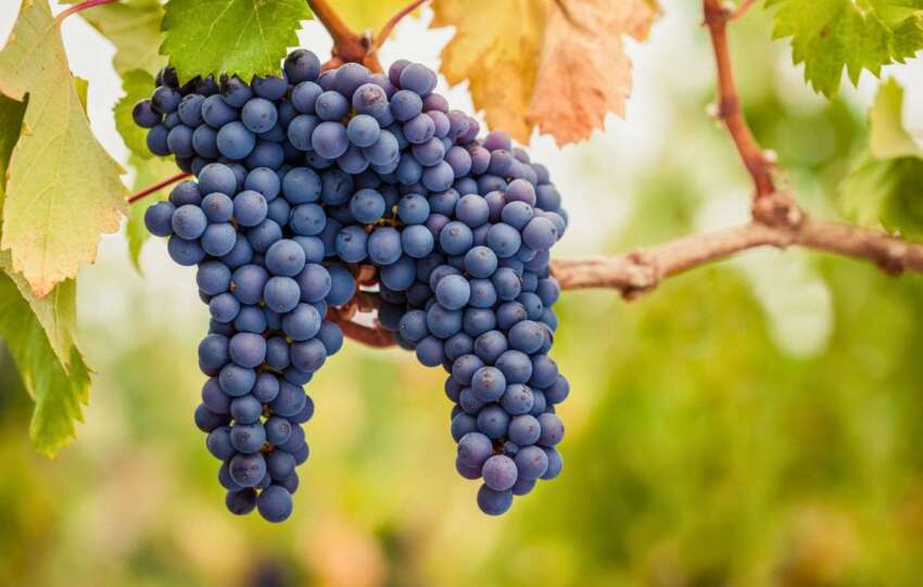 Cachos de Pinot Noir na videira