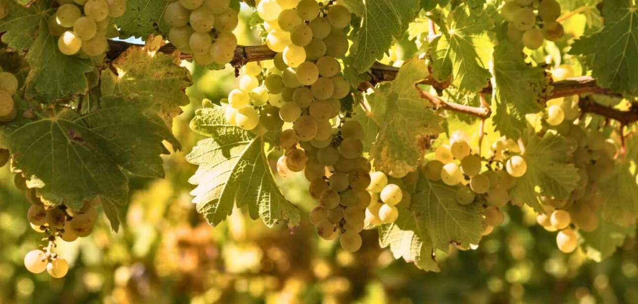 Sauvignon Blanc e Chardonnay são duas das uvas brancas mais conhecidas e apreciadas no mundo