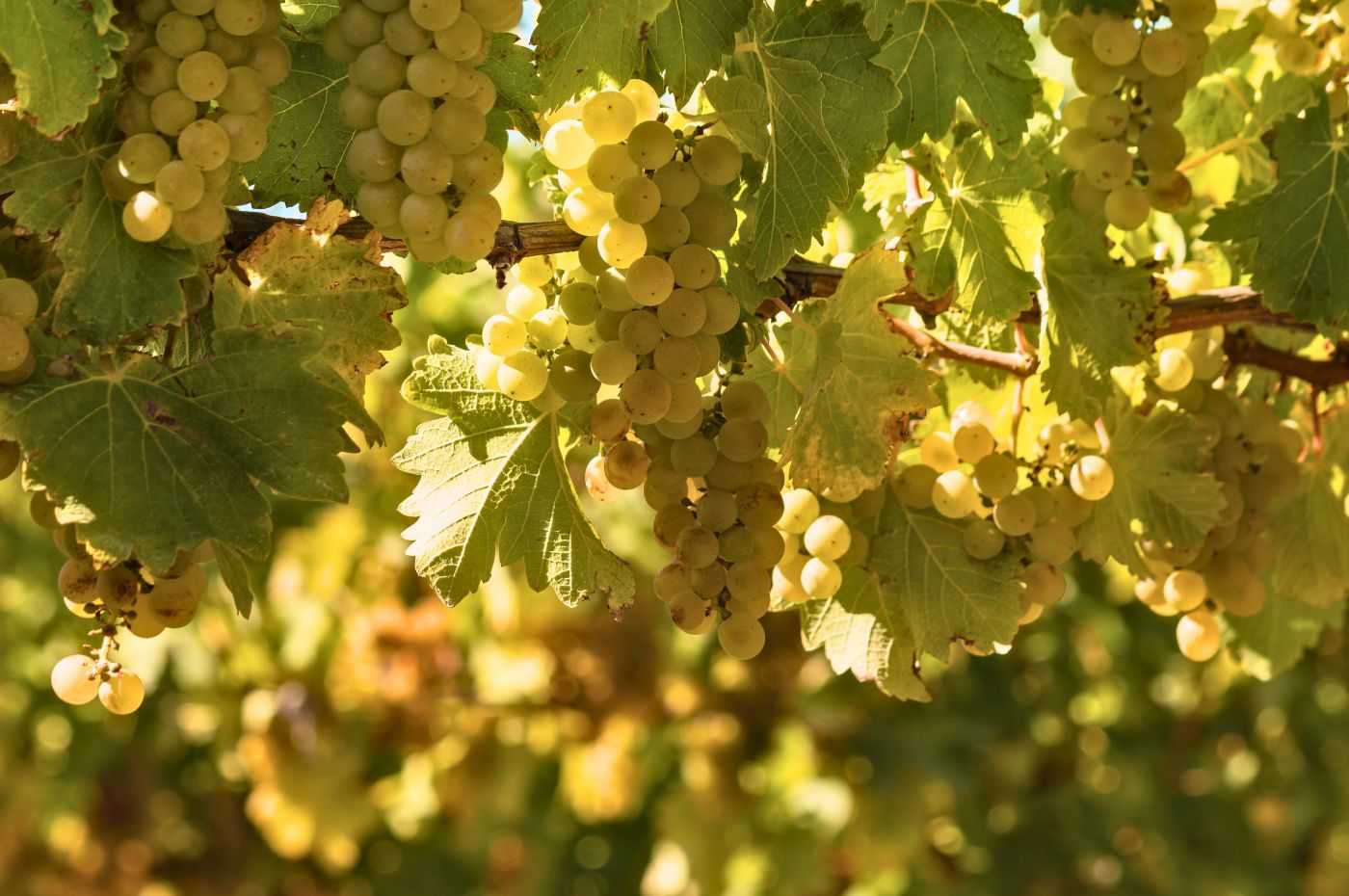 Sauvignon Blanc e Chardonnay são duas das uvas brancas mais conhecidas e apreciadas no mundo