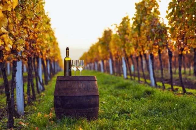 Vinícolas do Brasil realizam degustação nos vinhedos