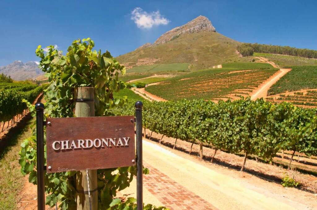 Sauvignon Blanc e Chardonnay são duas das uvas brancas mais conhecidas e apreciadas no mundo