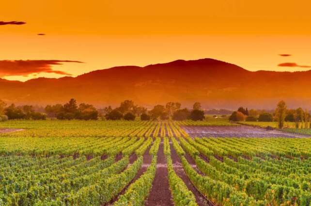 Vinhedo em Napa Valley, um terroir icônico