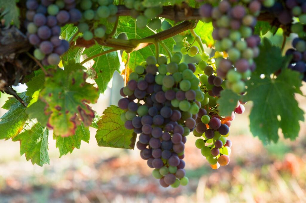 Cachos de uvas tintas mudando de cor na fase do pintor ou veraison