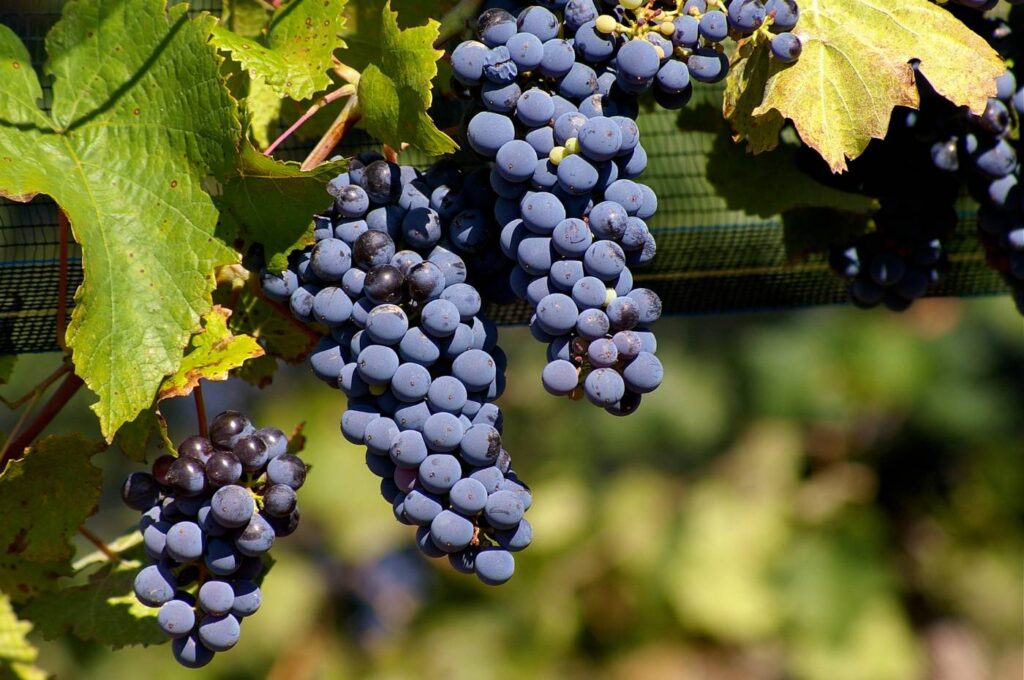 Malbec: sabor, origem e dicas simples para começar a gostar da uva