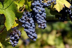 Uvas Malbec na videira