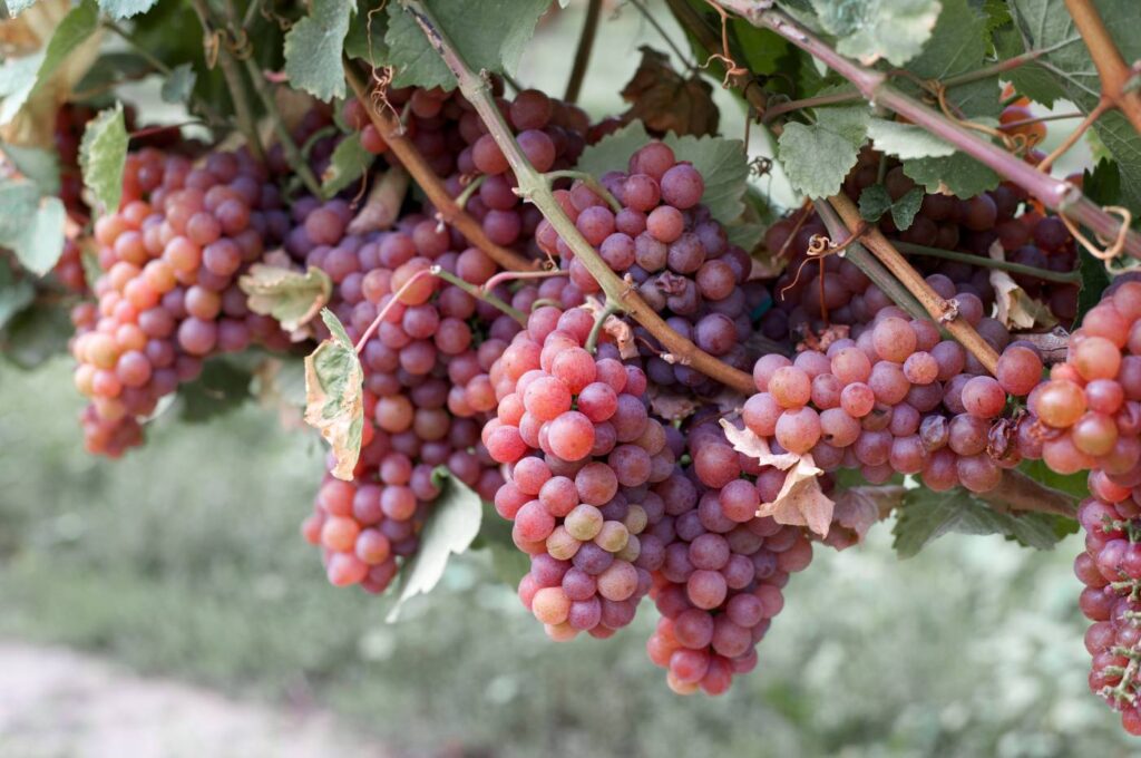 Cachos da uva Niagara na videira