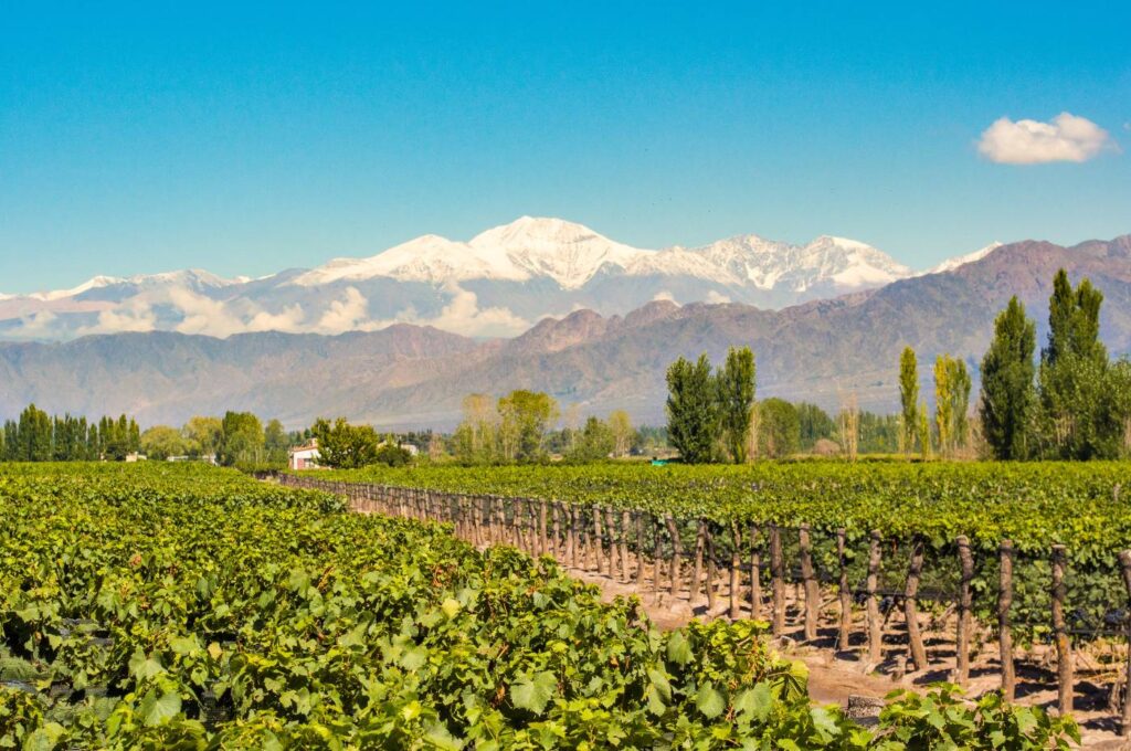 Vinhedos de Malbec em Mendoza, com a Cordilheira dos Andes ao fundo