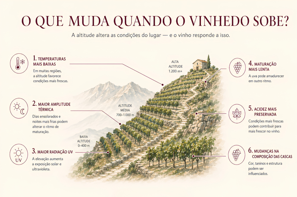 infográfico sobre vinhedo de altitude e o que muda conforme fica mais alto